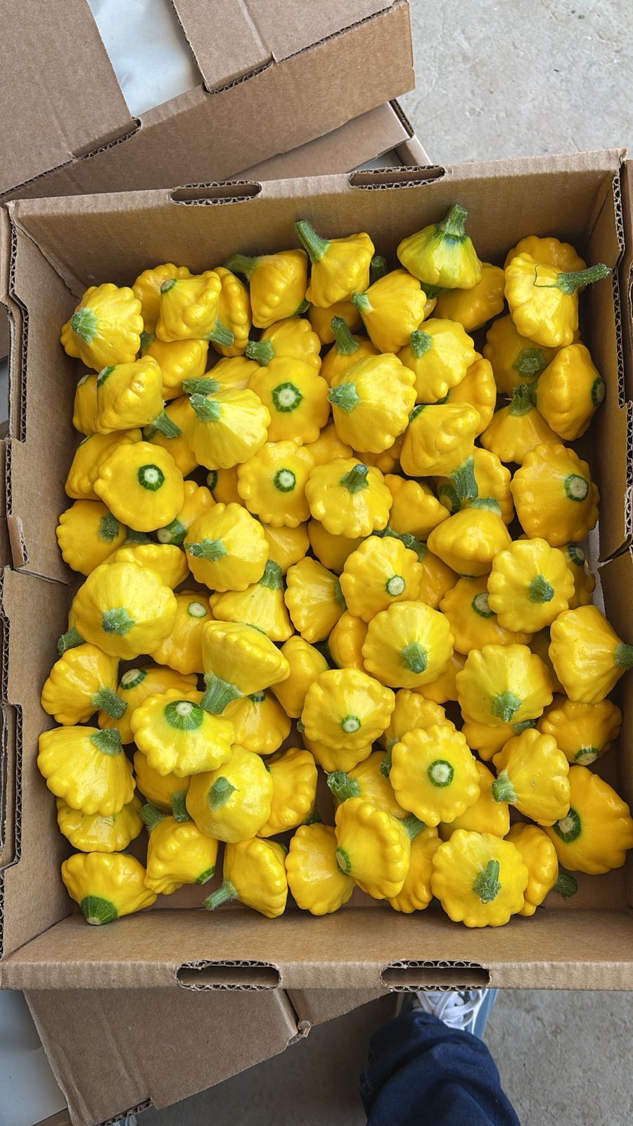 YELLOW SUMMER SQUASH:)